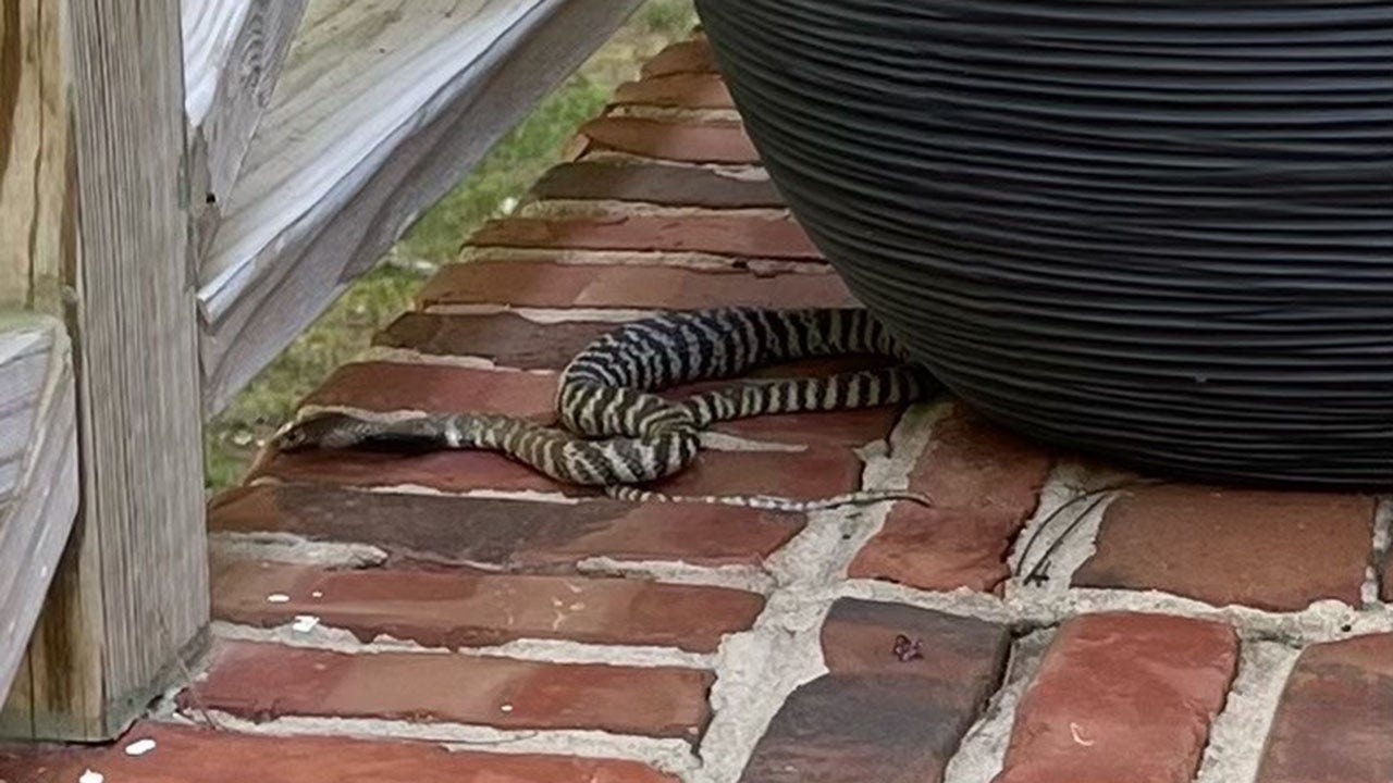 North Carolina owner of escaped zebra cobra facing 40 charges