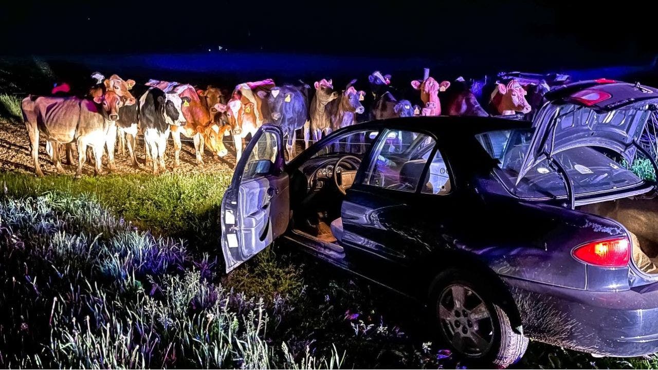 Group of cows help Wisconsin cops catch motorist