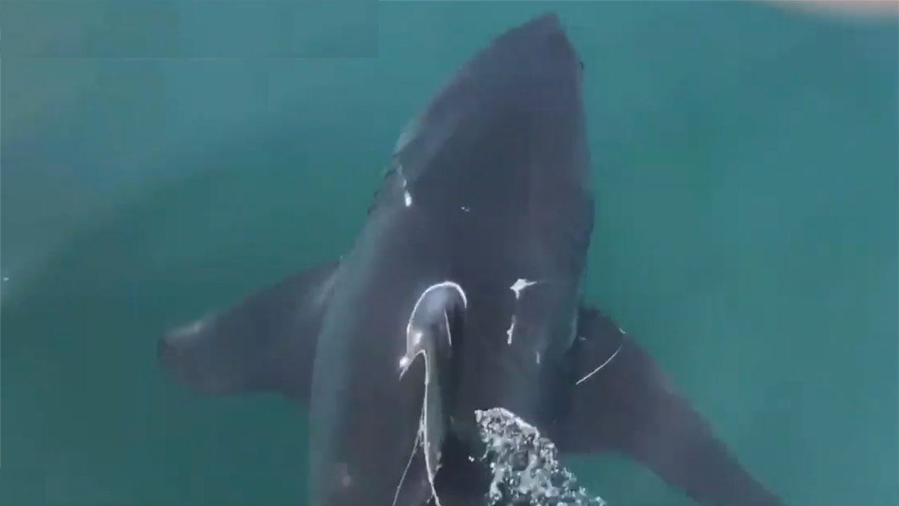 Fisherman frees great white shark from fishing net in tense video