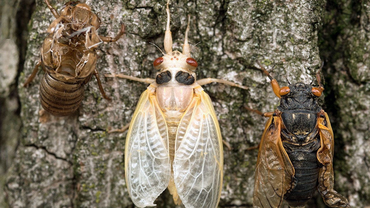 Don't eat cicadas if you are allergic to shrimp, shellfish, FDA warns