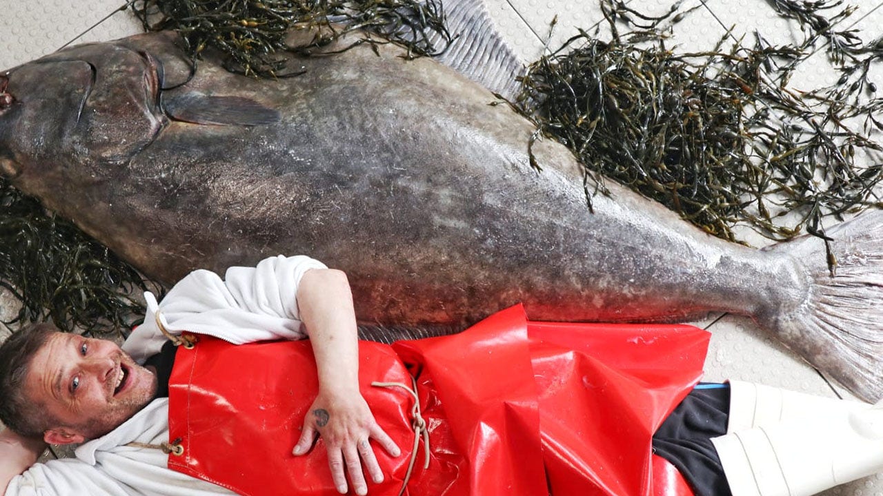 Fishmonger reveals man-sized fish recently caught in North Sea
