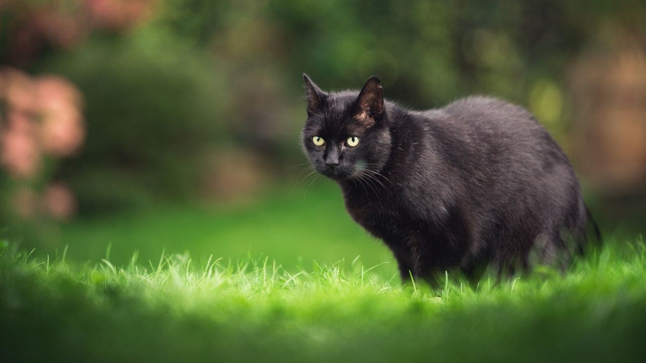 Cat won't stop stealing items from neighbors, woman's sign warns