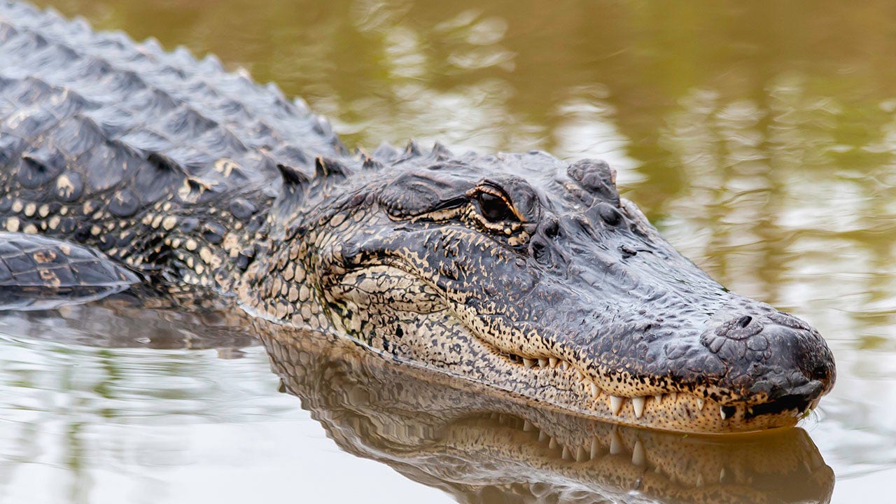 Disney's Florida properties remove 250 gators since boy's death