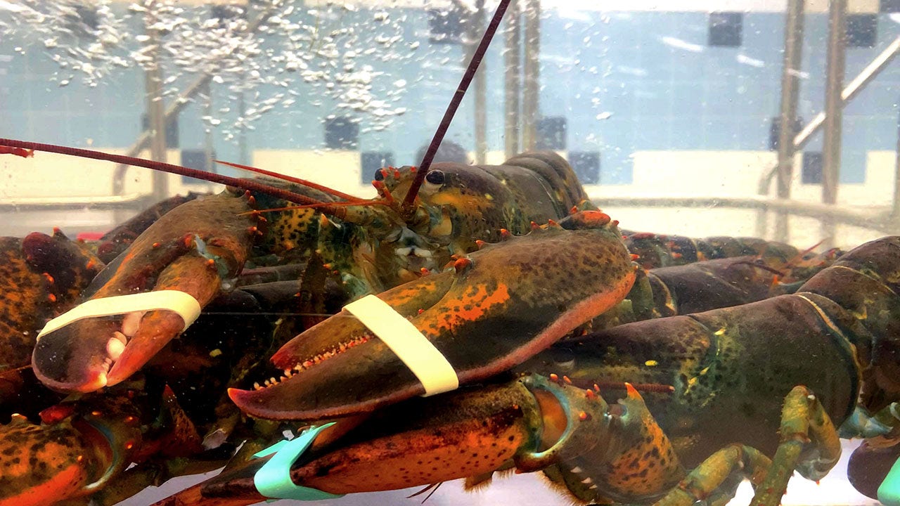 Man accused of suffocating $10k worth of lobsters at Cape Cod seafood market