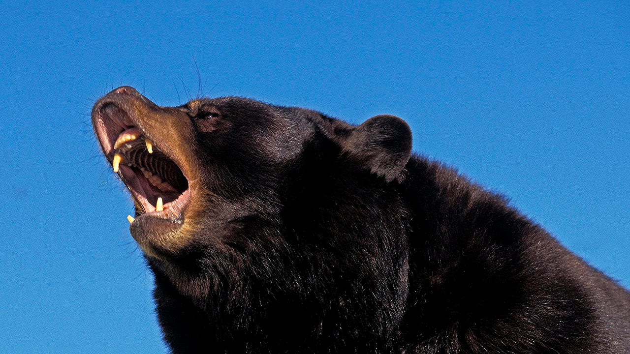 Record number of bears harvested in North Carolina hunting season