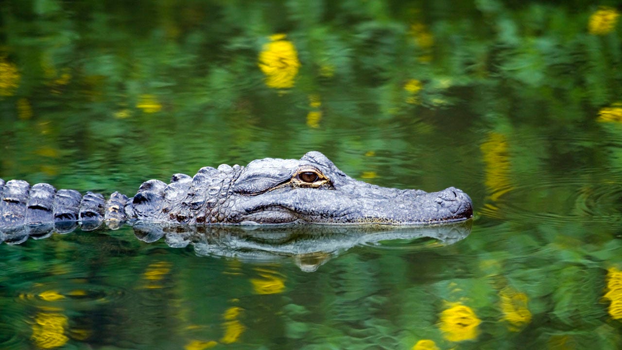 Alligator bites down on diver's head in Florida