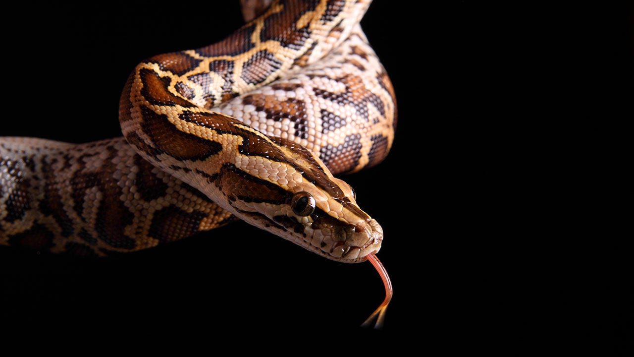 Florida mom and python hunter save their car from serpent ahead of Thanksgiving