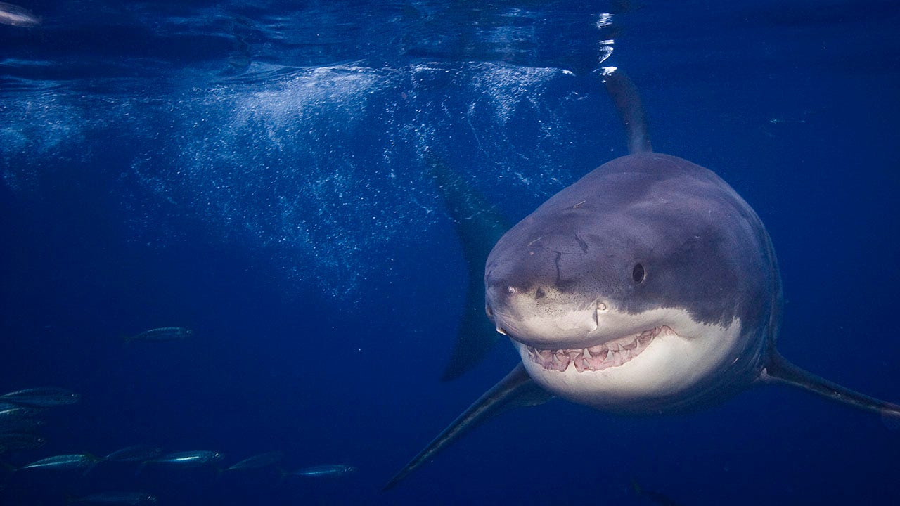 Sharks: 12 interesting facts on the marine fish