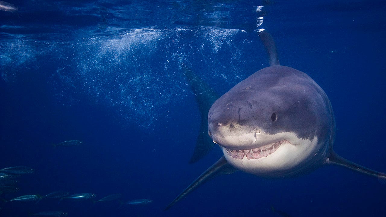 Boy Scout bitten by shark near Catalina Island