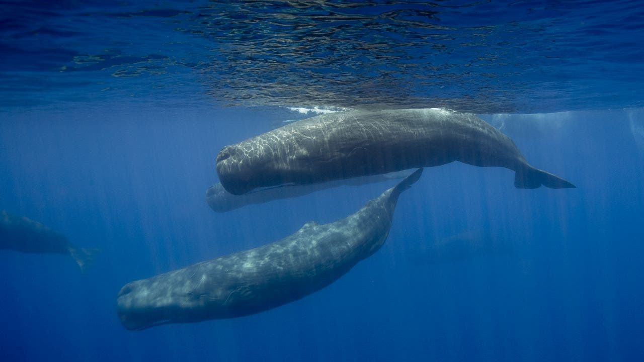 Fishermen found $1.5M worth of whale vomit in Yemen