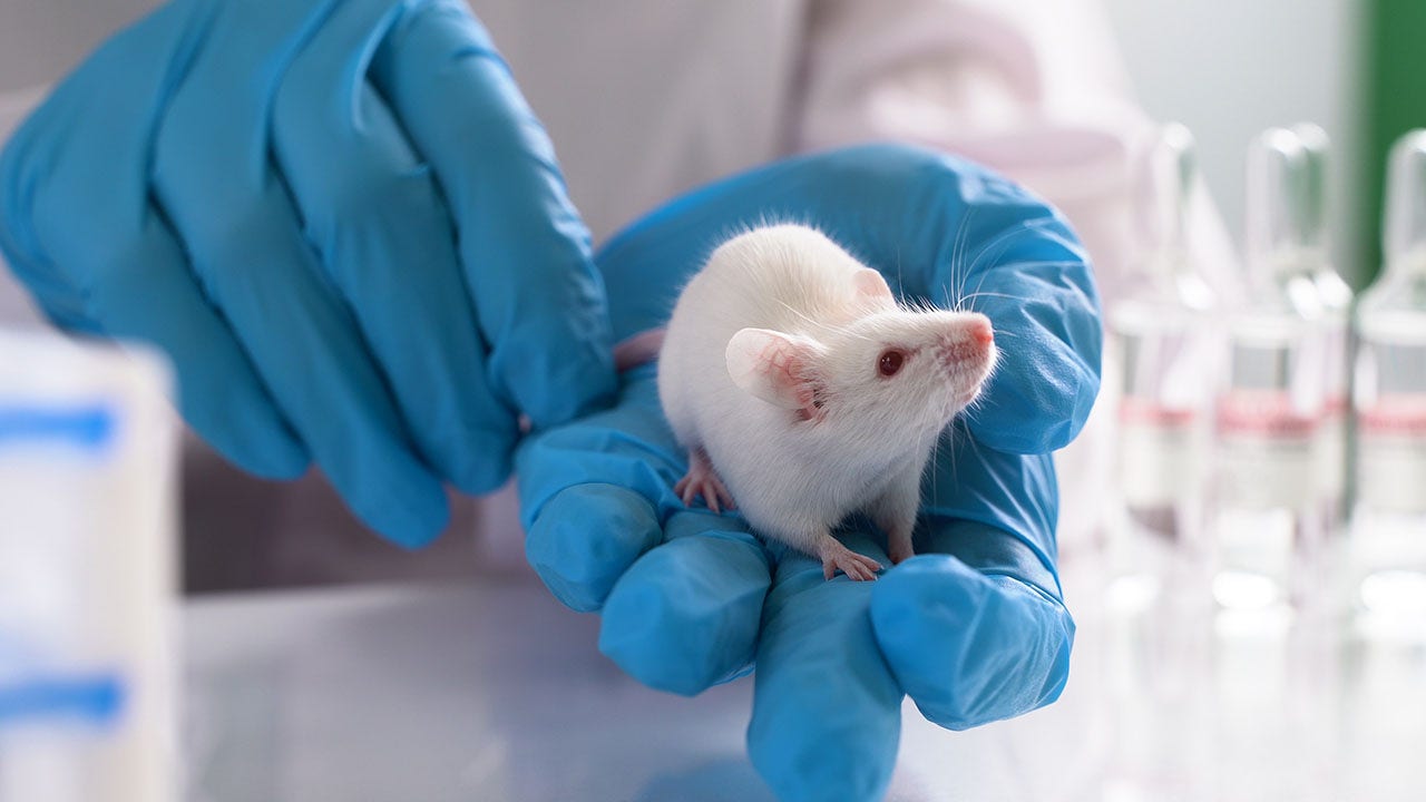 Israeli scientists extend mice's lives by 23%, aim for humans next