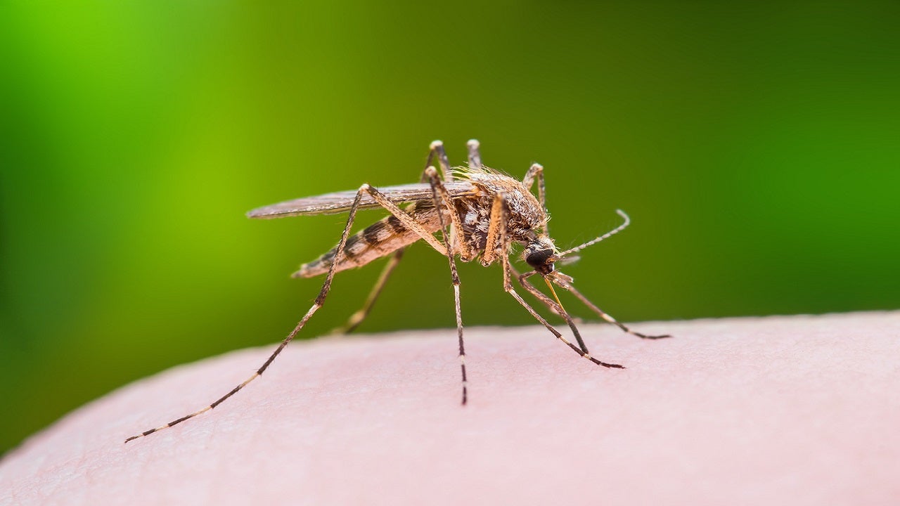 Ankle-hungry mosquitoes are plaguing Southern California - Fox News