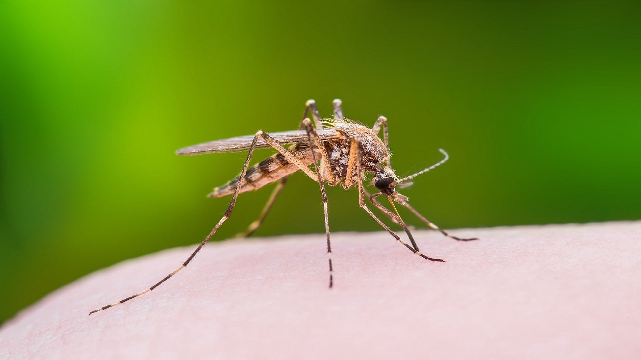 Ankle biter' mosquitoes invade Southern California