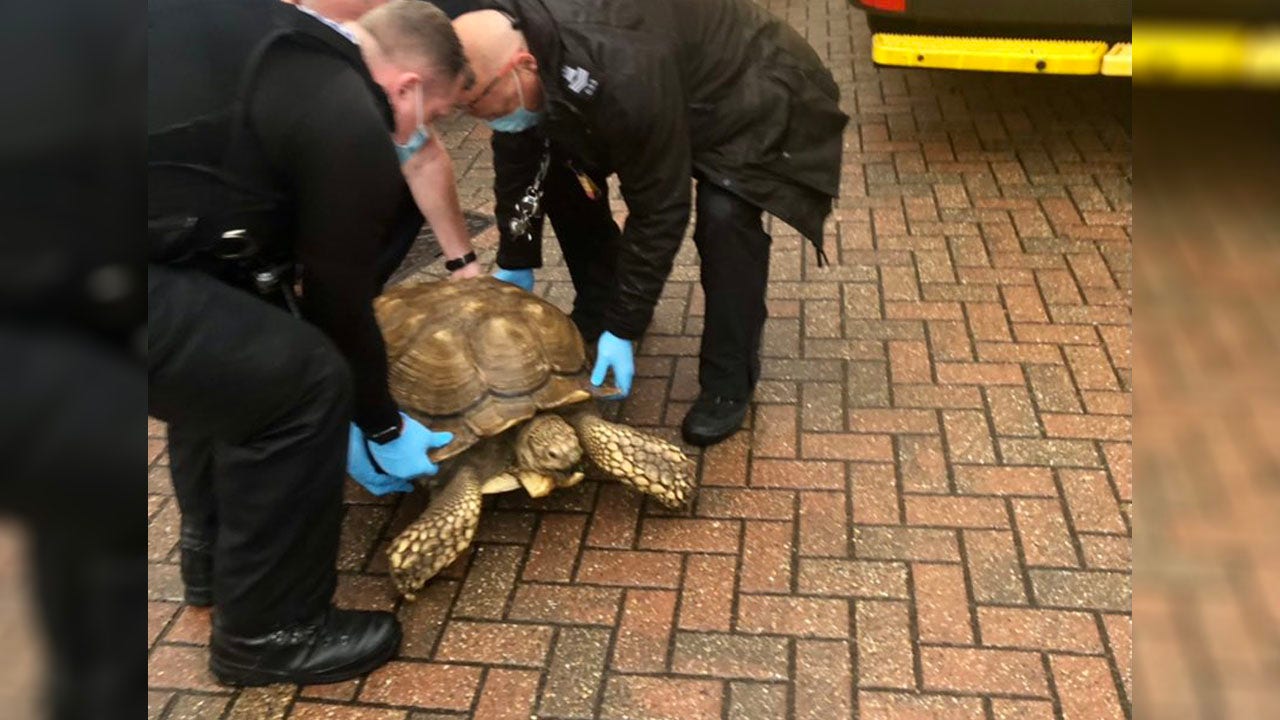 Police rescue 126 pound pet turtle that mysteriously escaped from garden