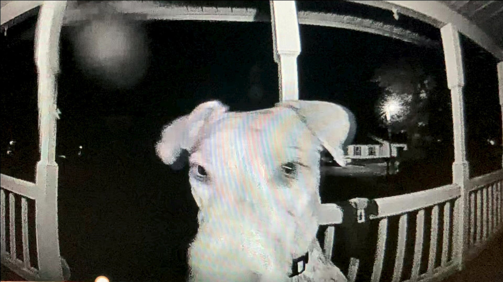 Missing pet dog returns home in the middle of the night and presses family's doorbell