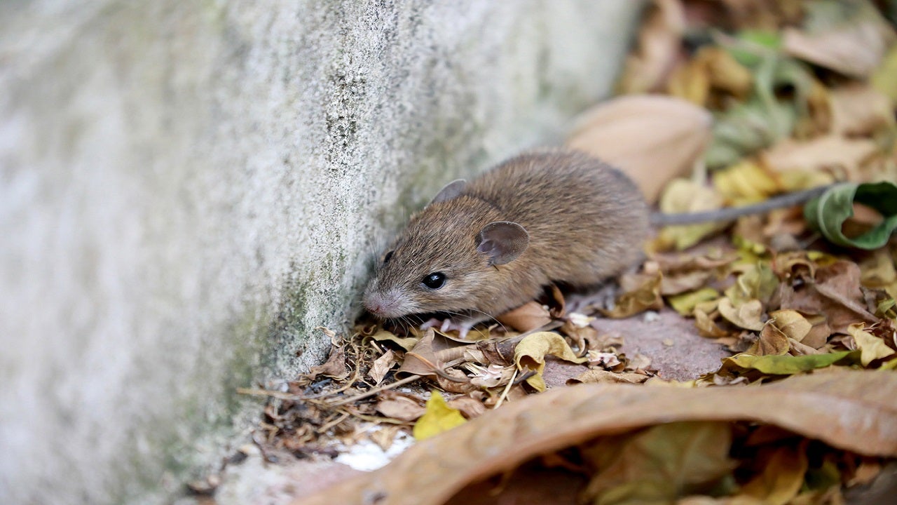 Michigan confirms first human hantavirus case