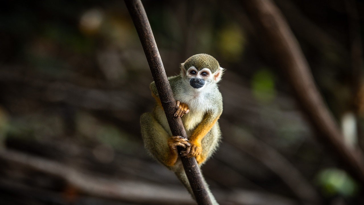 New treatment slows Alzheimer's progression in monkeys, researchers claim - Fox News