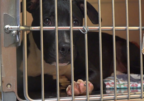 Animal shelters overcome with extra ‘pandemic pets’ staying returned