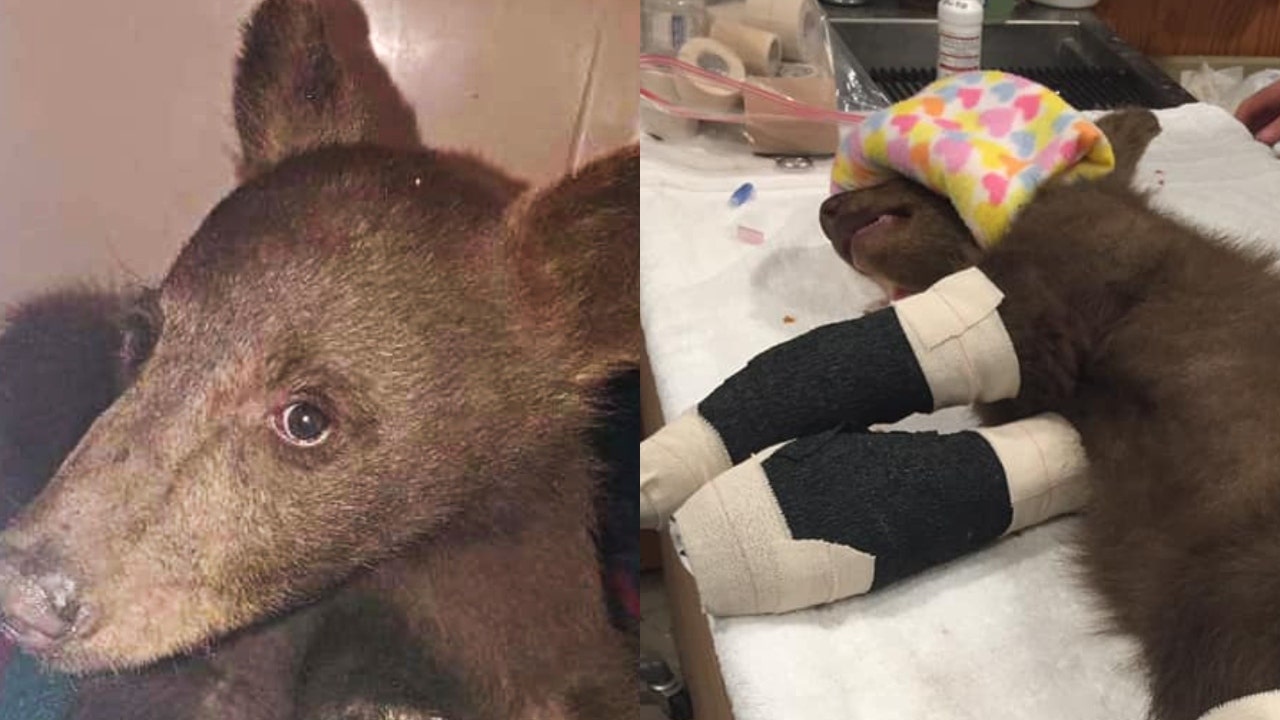 Bear cub rescued from California wildfires