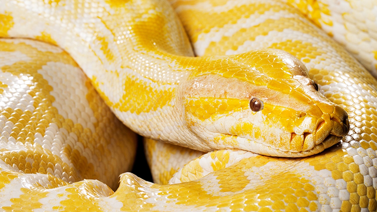 A 12-foot Burmese python has been loose in a Louisiana mall store for days