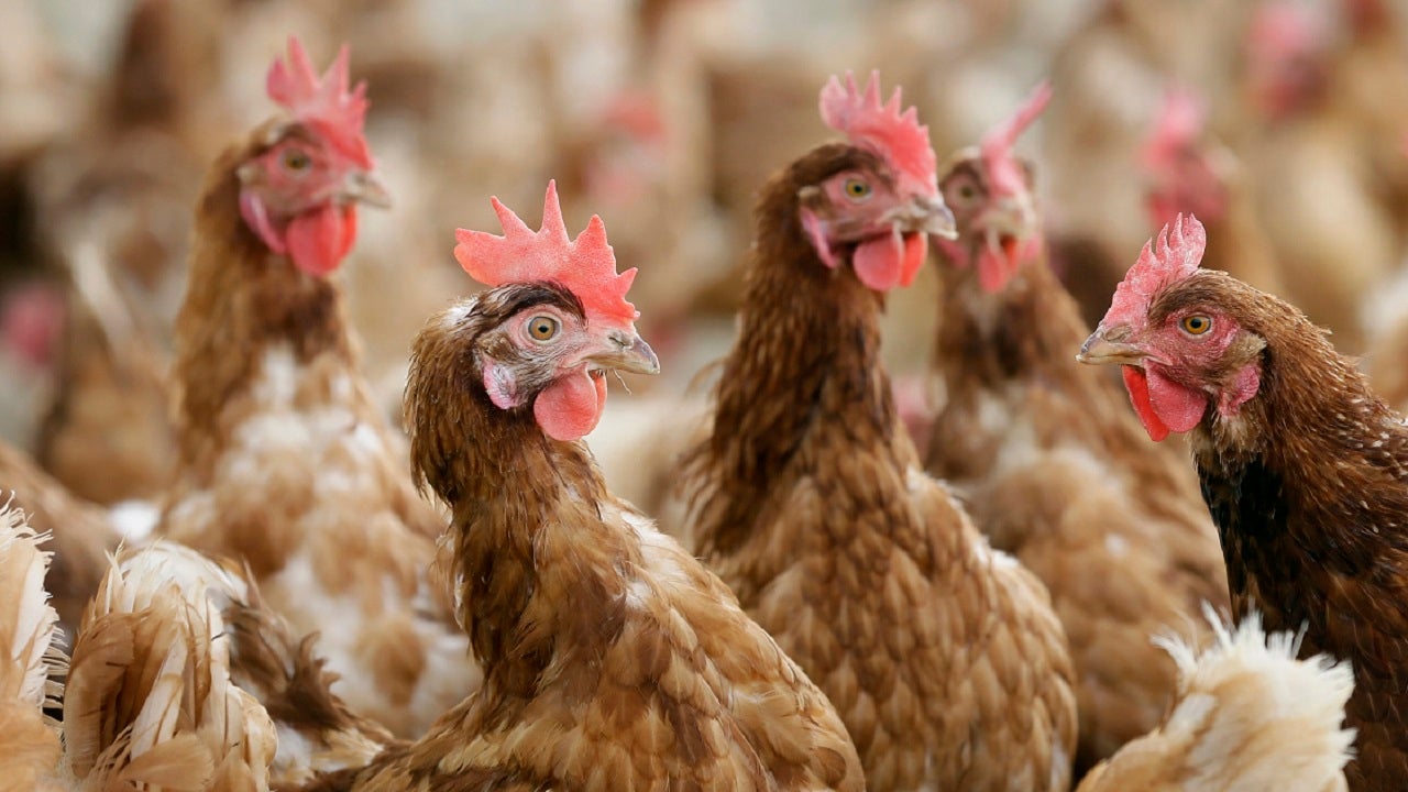 Un homme de 55 ans en Chine atteint de grippe aviaire hospitalisé : rapport