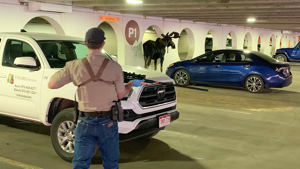 Young bull moose in Colorado parking garage is tranquilized, removed: photos