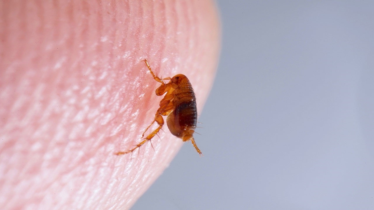 Colorado reports plague-infected fleas and animals, blames disease for 10-year-old’s death