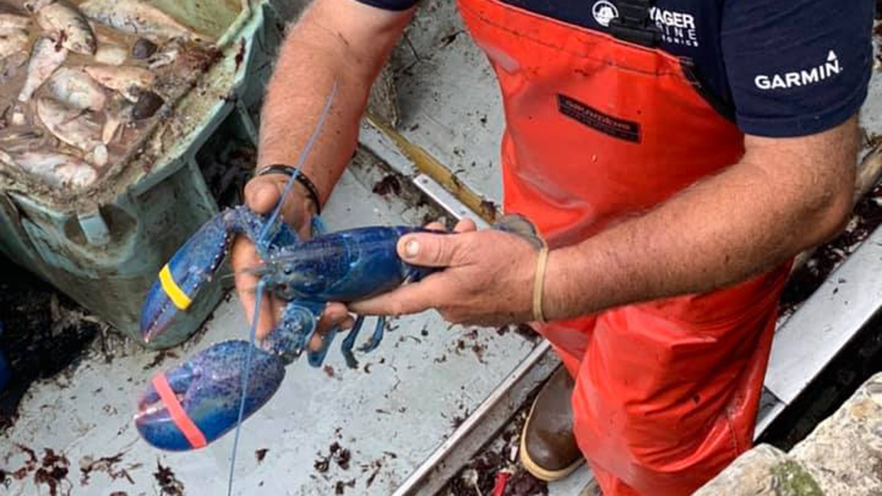Rare blue lobster found by Massachusetts lobsterman: ‘Just by luck’