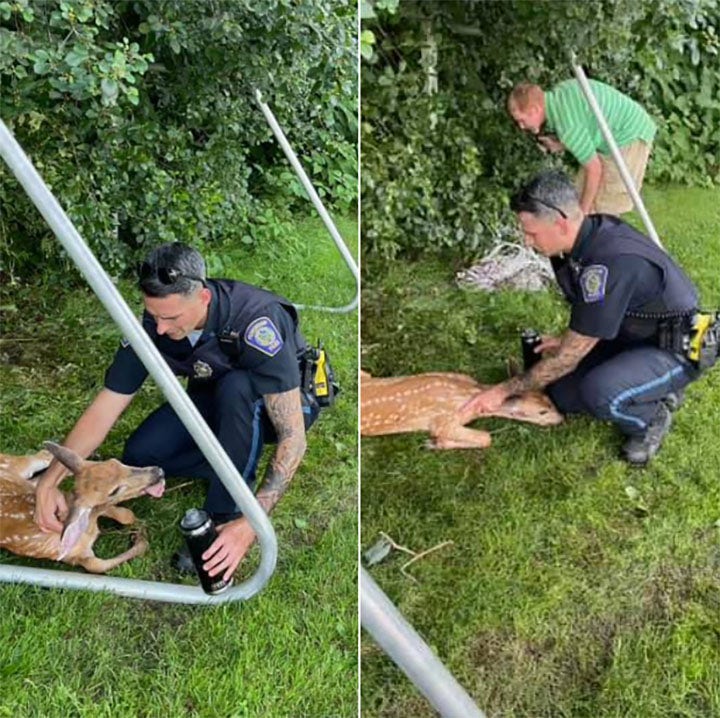 Police officer rescues deer caught in soccer net