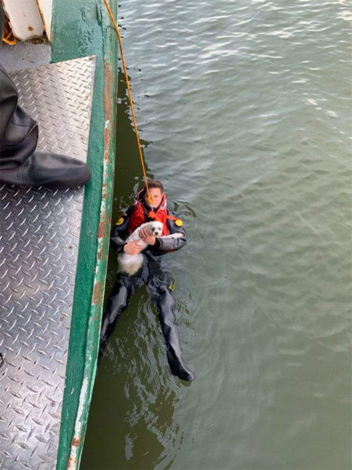 Dog owner needs to be rescued after jumping into Hudson River to rescue beloved pet