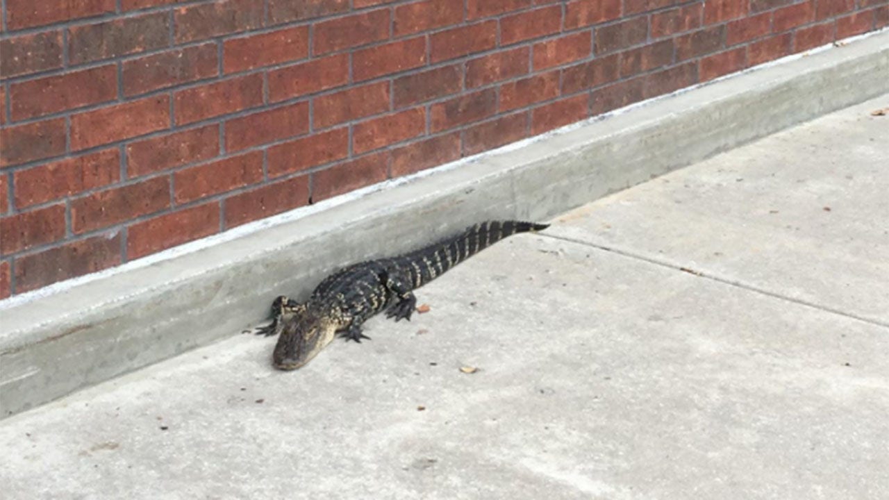 Police capture alligator that trespassed in Florida mall