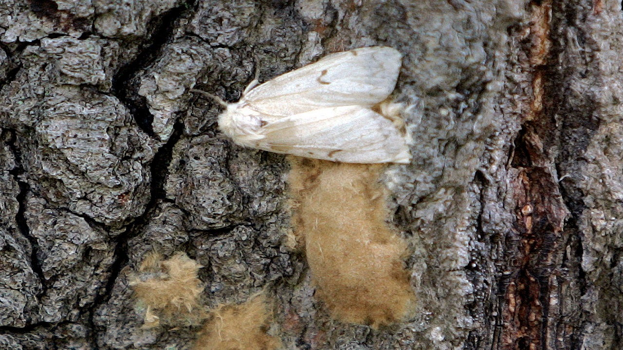 Bug experts dropping gypsy moth name after deeming it offensive