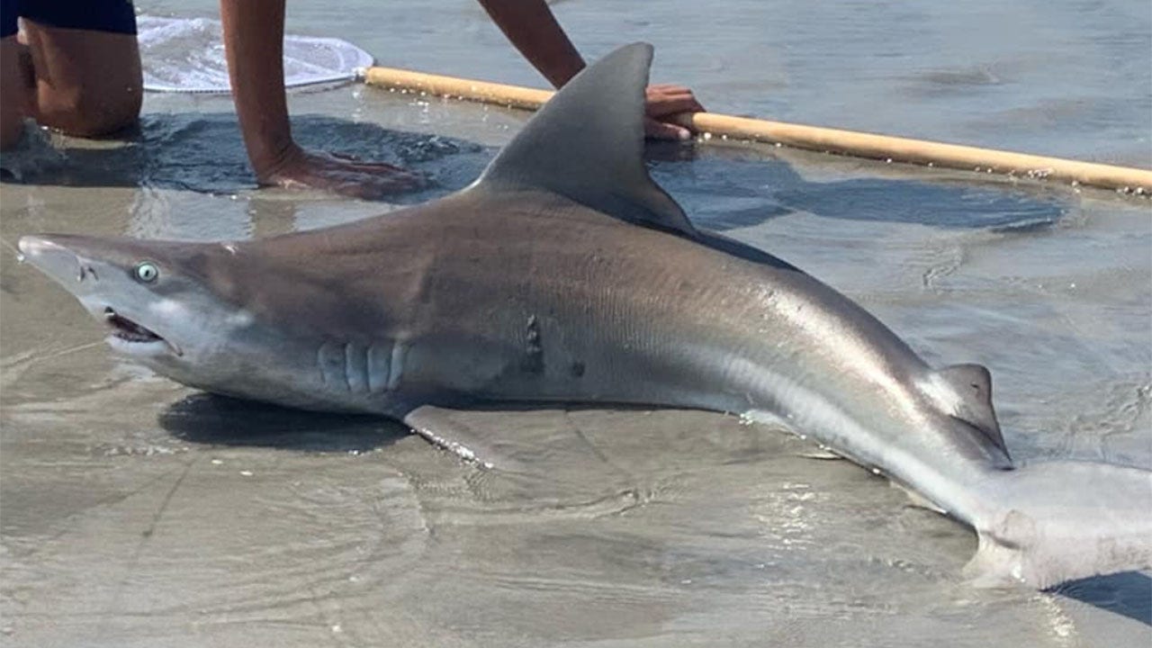 12-year-old reels in shark on Jersey beach as crowd watches in awe