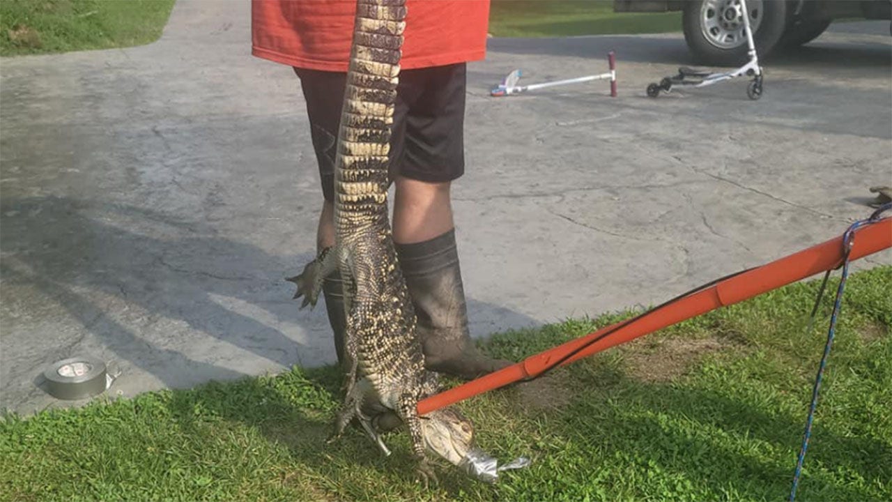 Escaped pet alligator shocks Missouri man: 'There are no gators in Missouri'