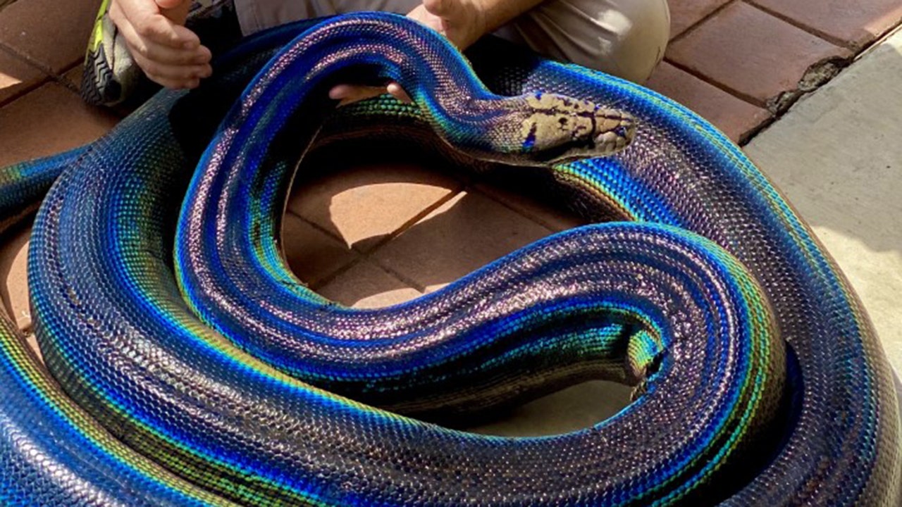 Rainbow python goes viral on social media: 'Stunning' | Fox News