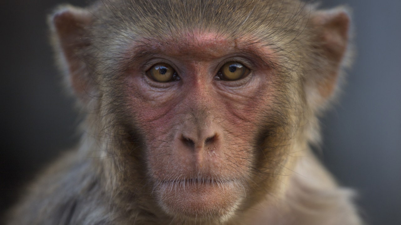 US invests millions to breed more test monkeys in wake of COVID-19: report