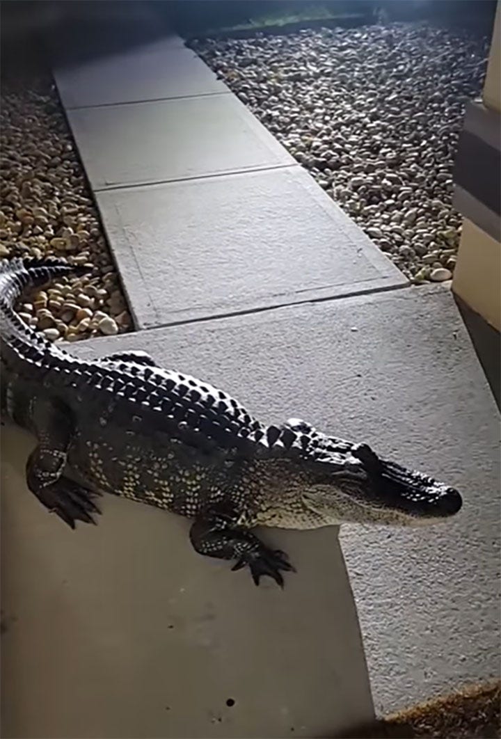 Gator surprises family in the middle of the night, damages house