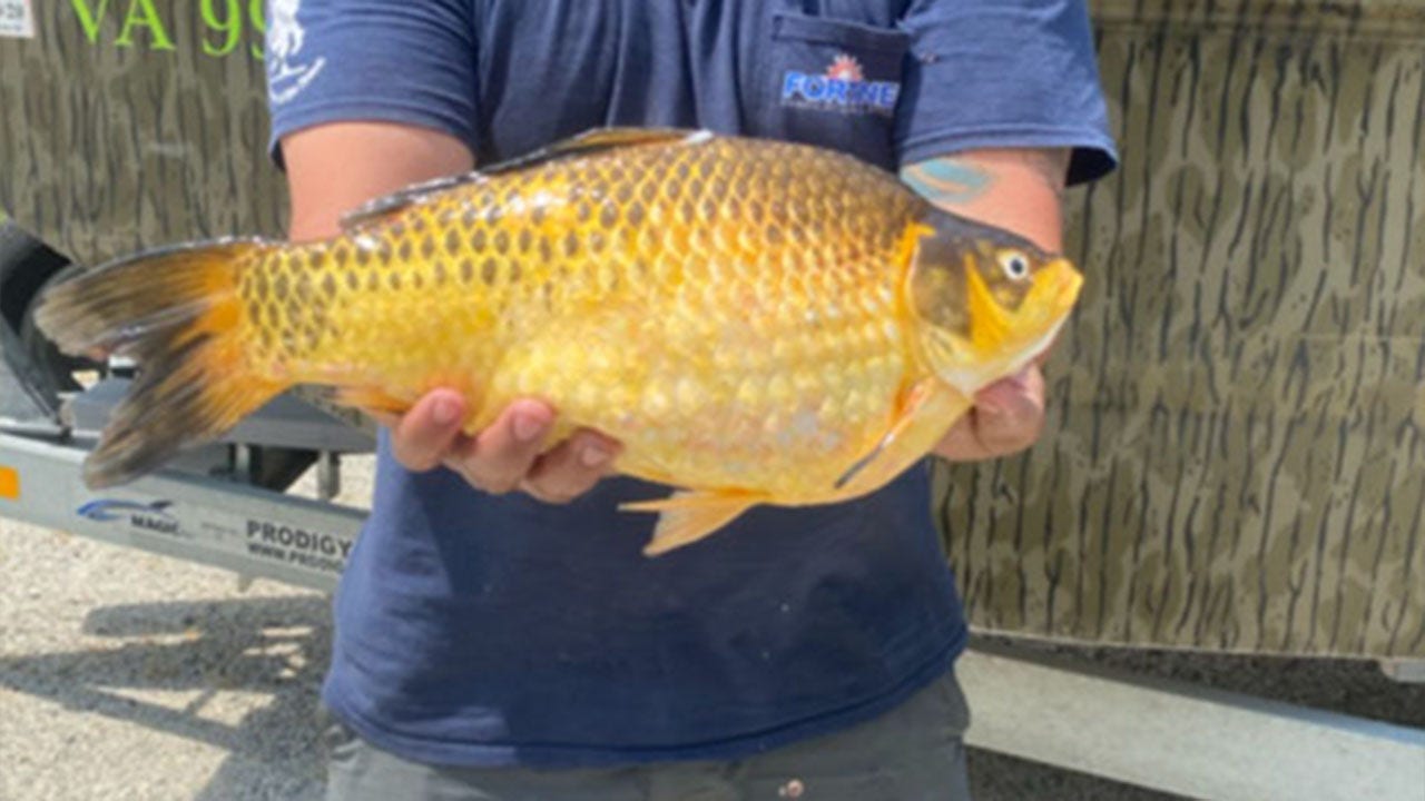 Large goldfish caught in the wild across multiple states spark warnings from local officials