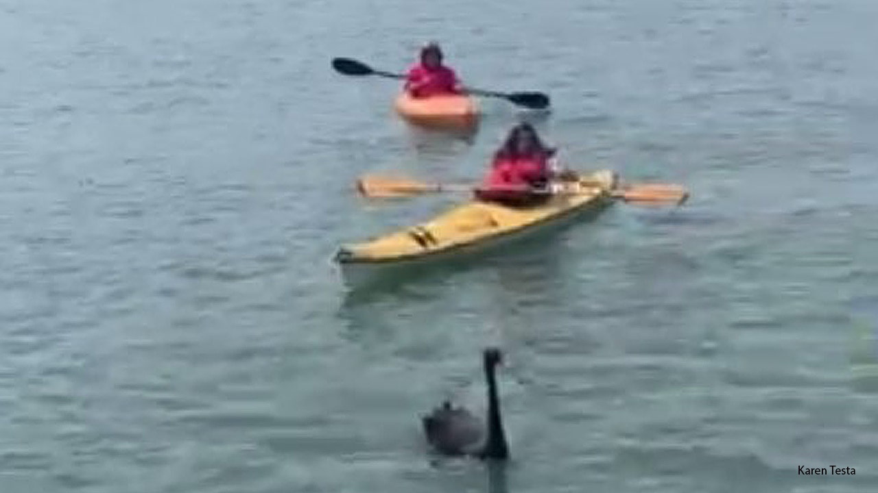 Neighbors form human chain for rare rescue of Australian black swans found on Long Island