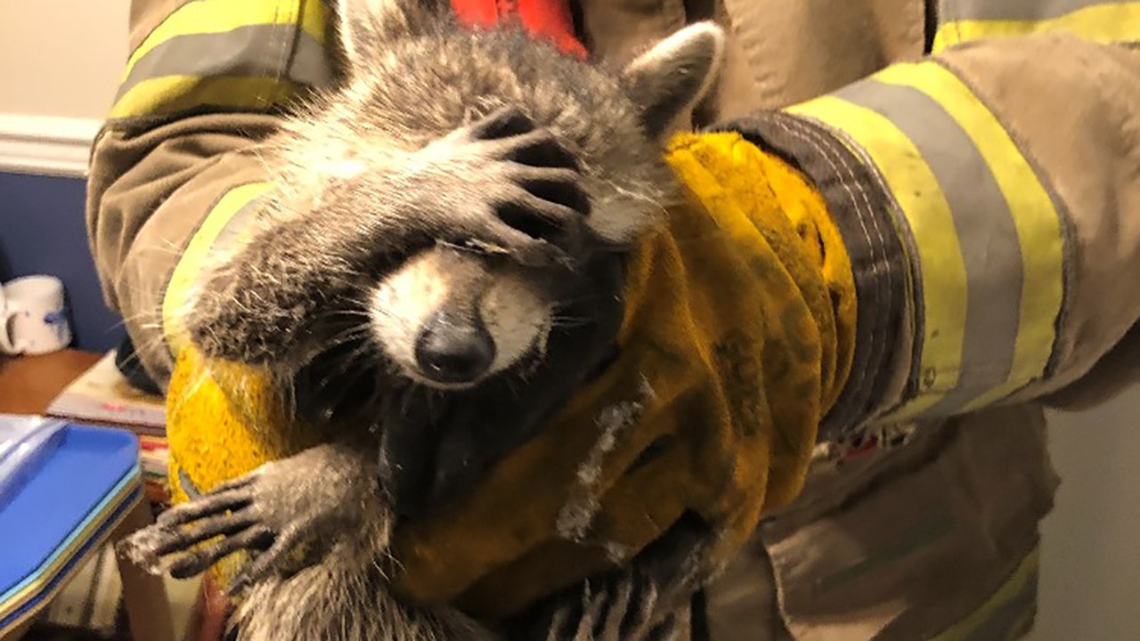 Georgia firefighters help ‘embarrassed’ raccoon out of a jam