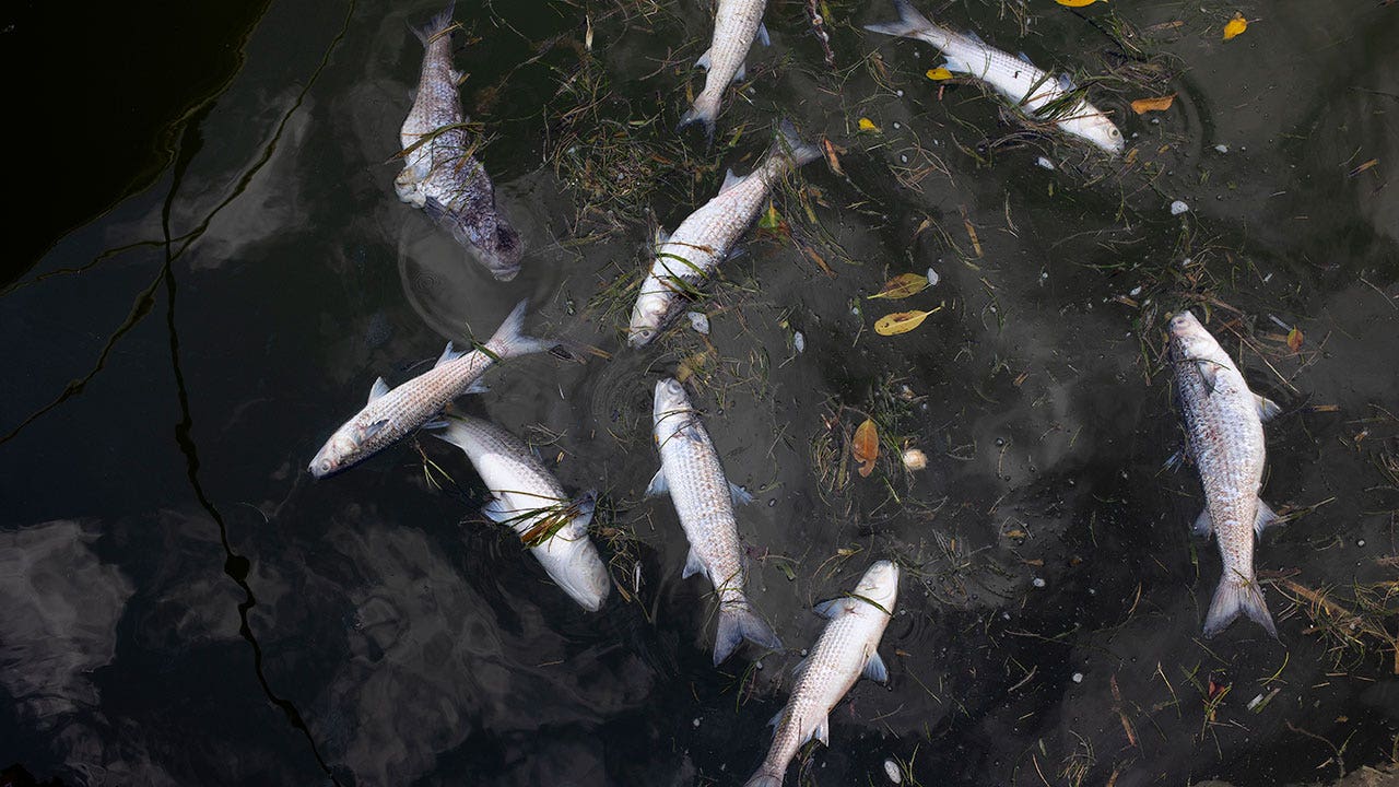 Florida beaches see nearly 800 tons of dead fish, sea life wash ashore