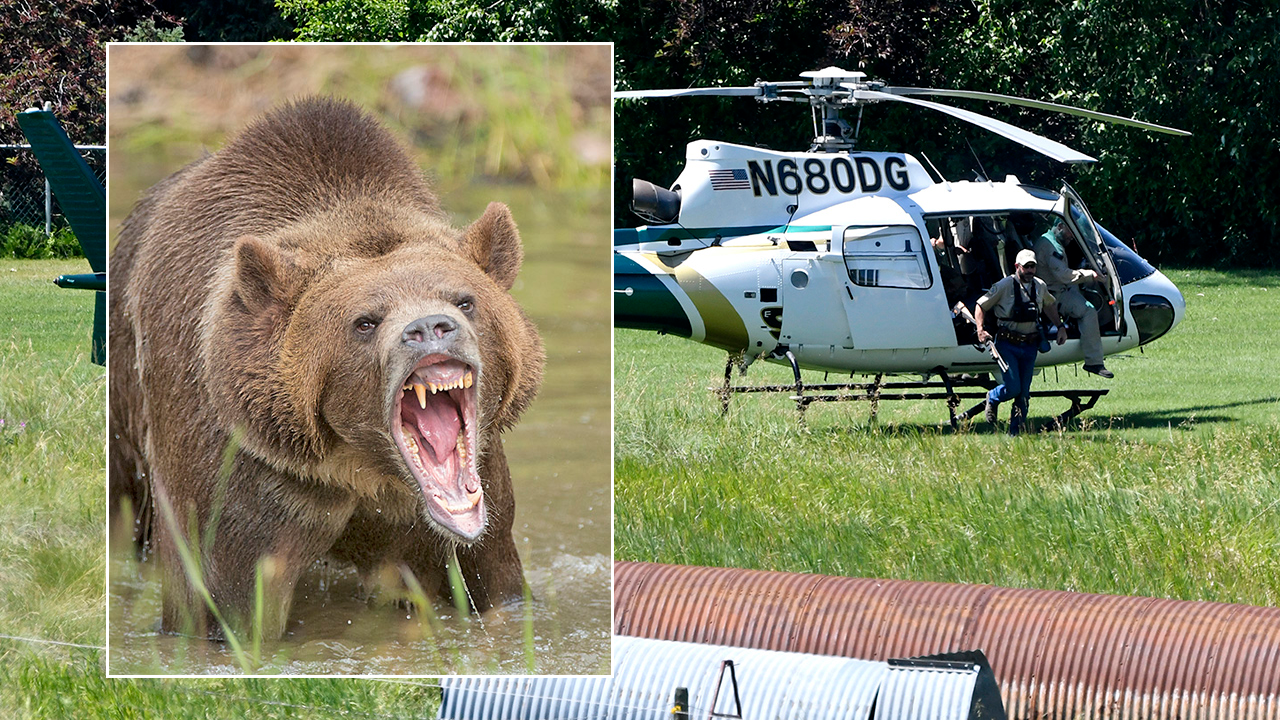 Fatal grizzly attack renews debate over how many bears are too many - OPB