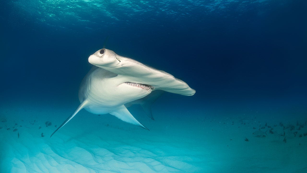 Hammerhead charges towards swimmer while beachgoers scream in terror in viral video