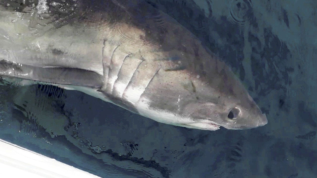 200-lb shark circles fisherman's boat, stares angler right in the eyes