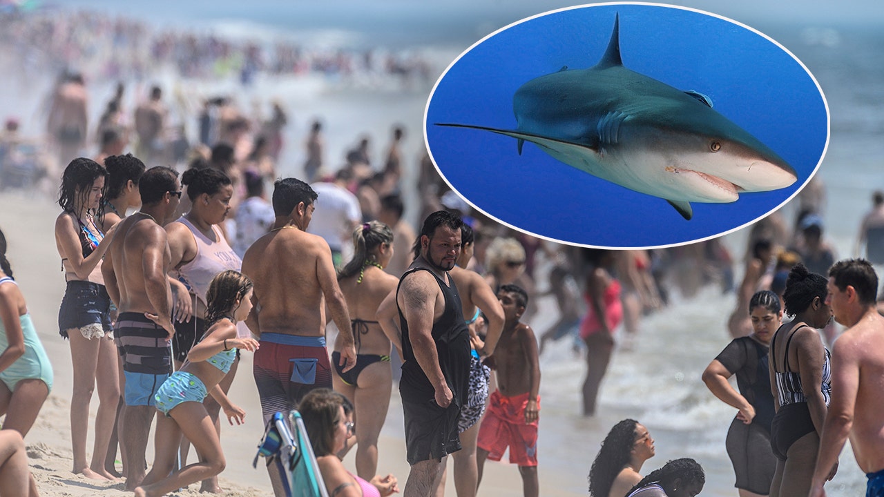More New York shark sightings close beaches again