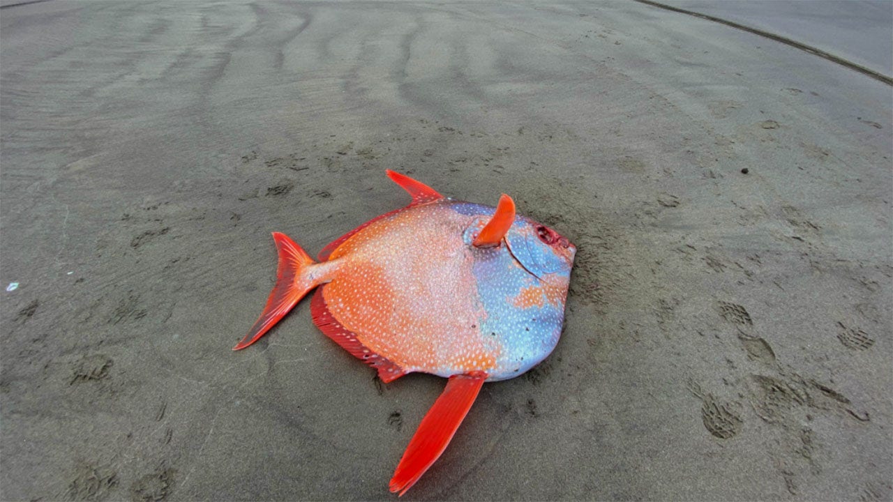 Large, 100 lb. tropical fish washes up on Oregon beach