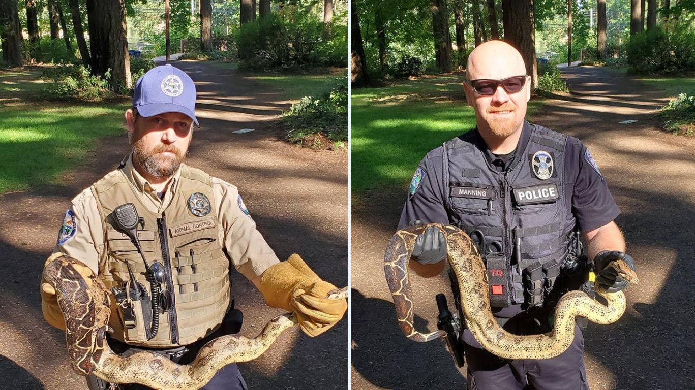 Washington authorities find 8 pythons in park prompting city to plead: ‘Do not release pets into the wild!'