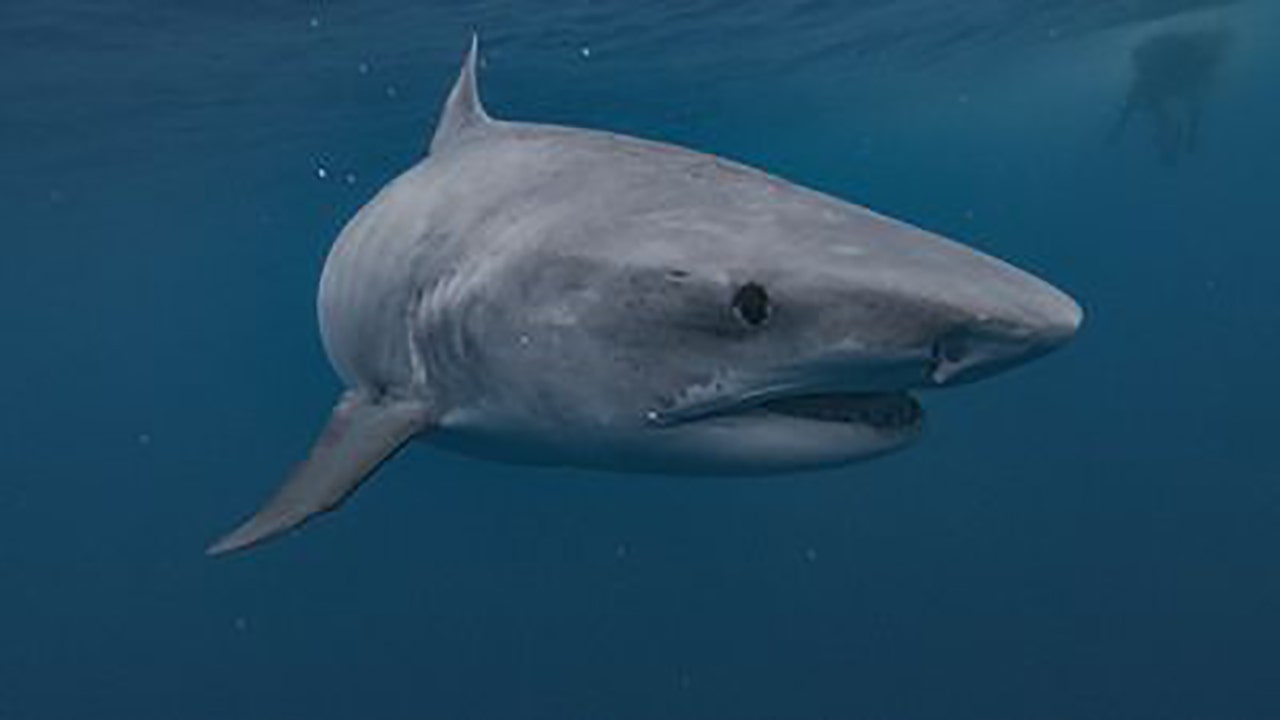 'Jackass' star Sean 'Poopies' McInerney bitten by shark during Shark Week stunt