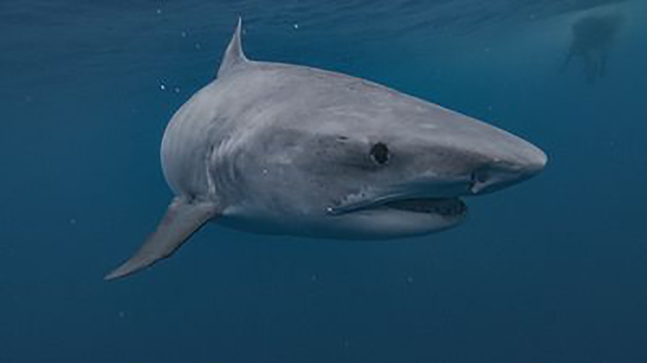 Georgia surf instructor attacked by shark during lesson returns to beach