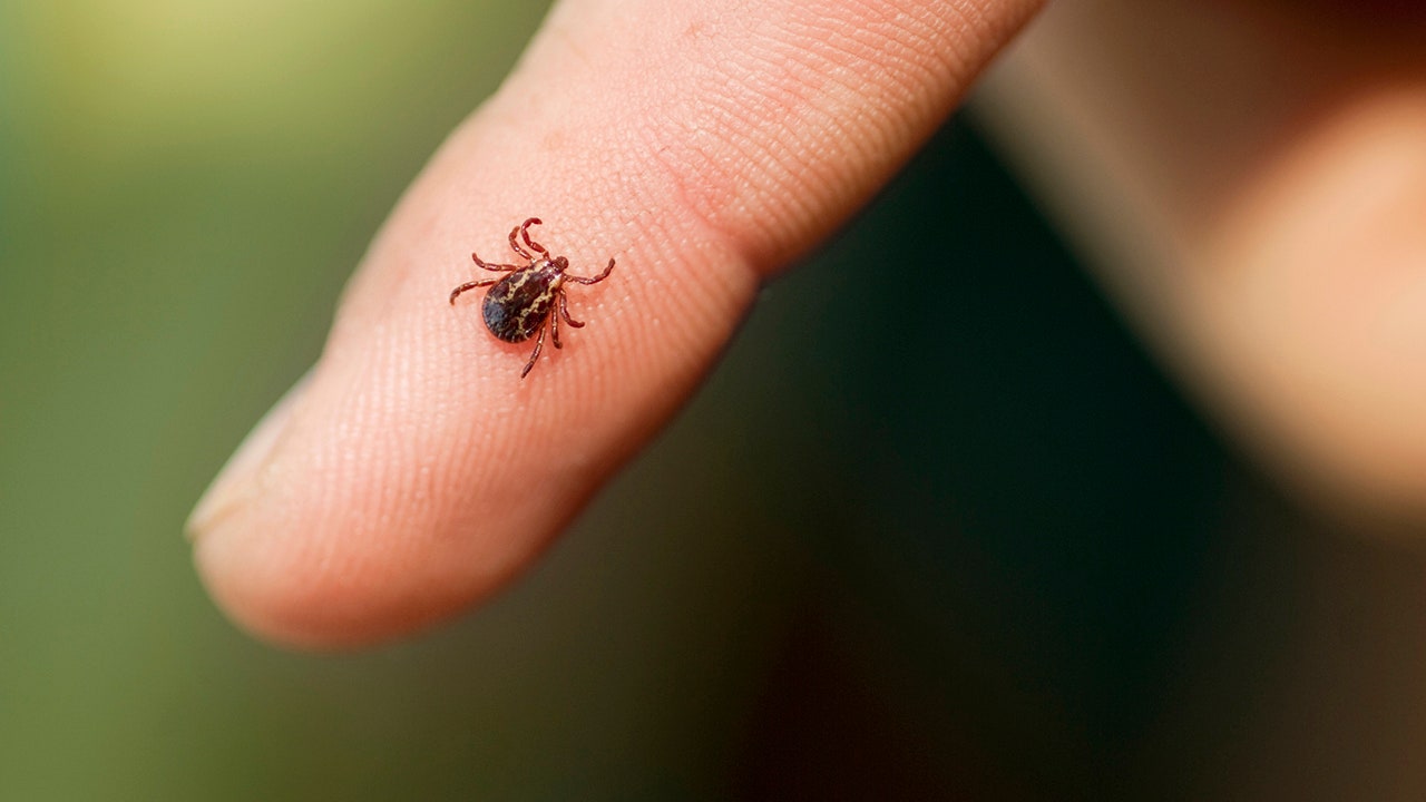 Connecticut reports its first case of tick-borne Powassan virus in 2022: What to know